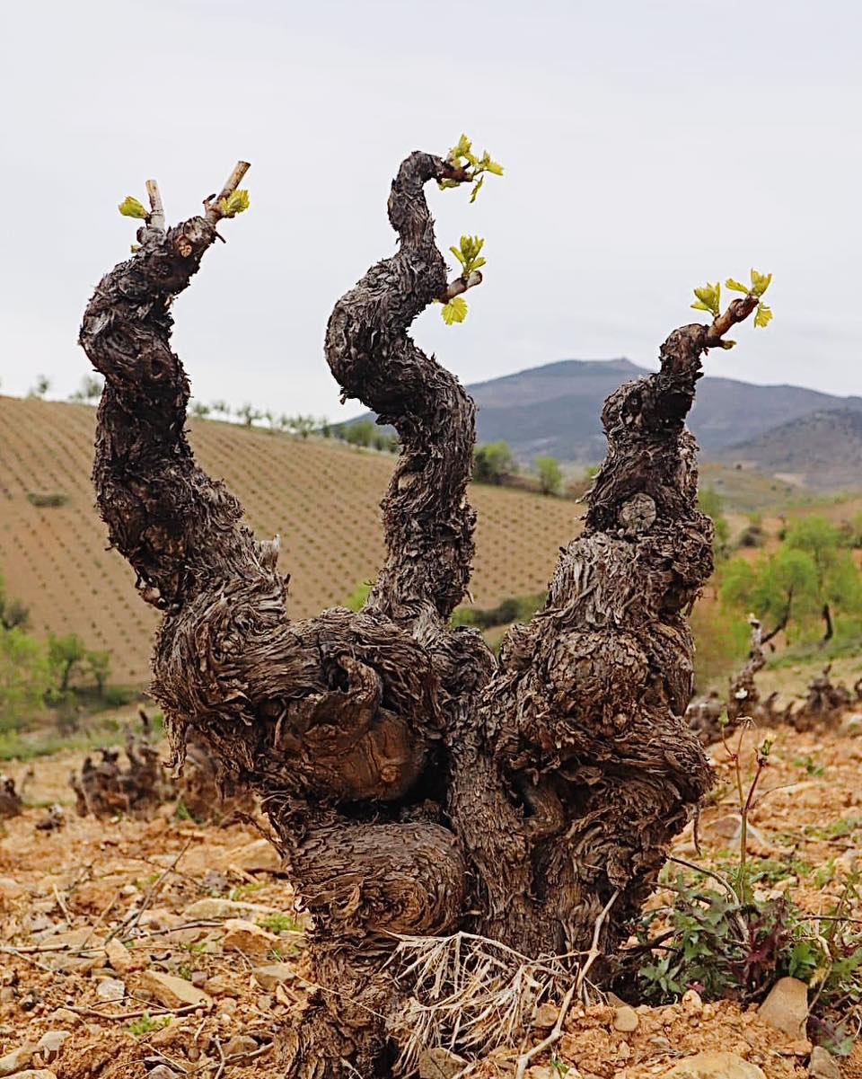 Staré keře Garnachy Bodegas San Alejandro