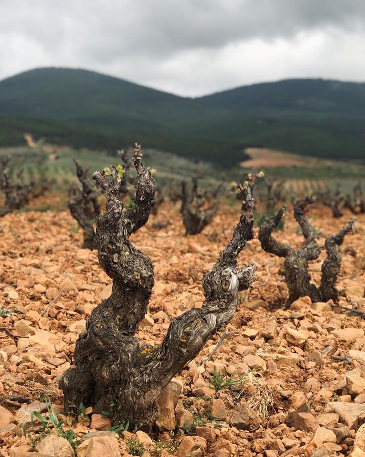 Garnacha old vines Bodegas San Alejandro
